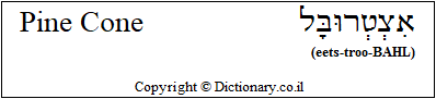 'Pine Cone' in Hebrew 'Pine Cone' in Hebrew