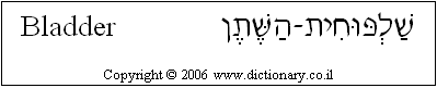 'Bladder' in Hebrew