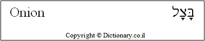 'Onion' in Hebrew 'Onion' in Hebrew