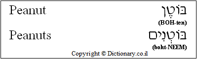 'Peanut' in Hebrew 'Peanut' in Hebrew