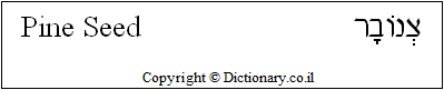 'Pine Seed' in Hebrew 'Pine Seed' in Hebrew