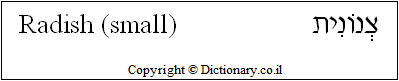 'Radish' in Hebrew 'Radish' in Hebrew