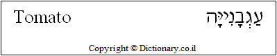 'Tomato' in Hebrew 'Tomato' in Hebrew