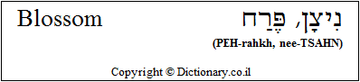 'Blossom' in Hebrew 'Blossom' in Hebrew
