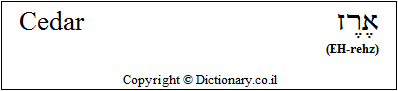 'Cedar' in Hebrew 'Cedar' in Hebrew