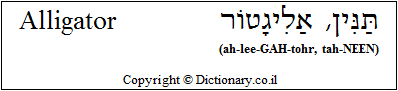 'Alligator' in Hebrew 'Alligator' in Hebrew