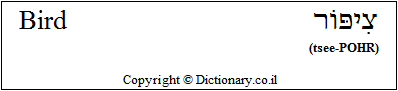 'Bird' in Hebrew 'Bird' in Hebrew