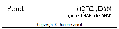 'Pond' in Hebrew